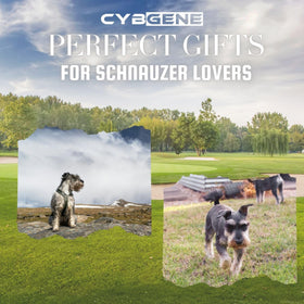 CybGene Schnauzer golf ball set design-g ideal for casual and competitive play.