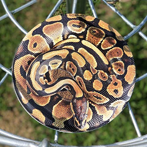 Discraft ESP Buzzz Supercolor front view with Wolf design for confident fairway throws