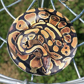 Discraft ESP Buzzz Supercolor front view with Wolf design for confident fairway throws